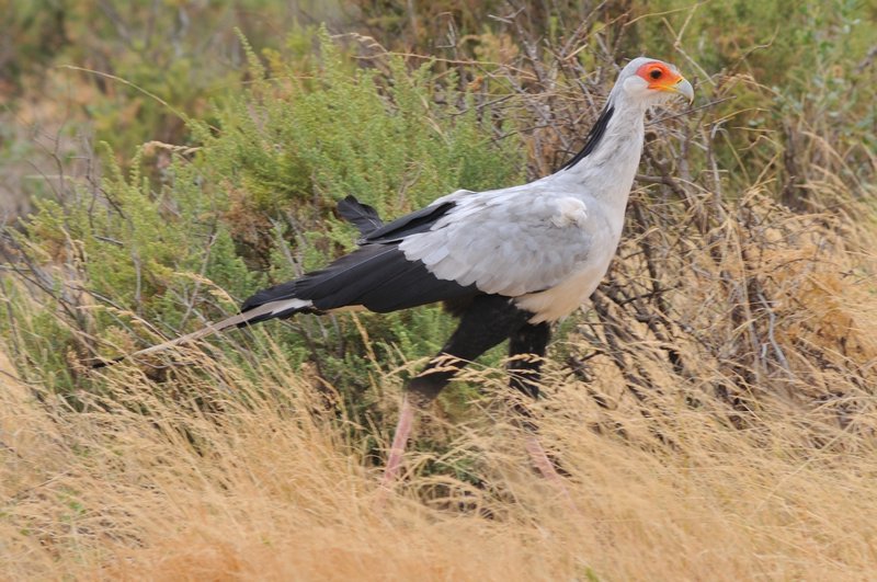Secretary Bird