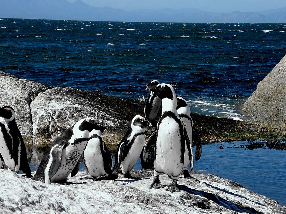 Get up close with the penguins