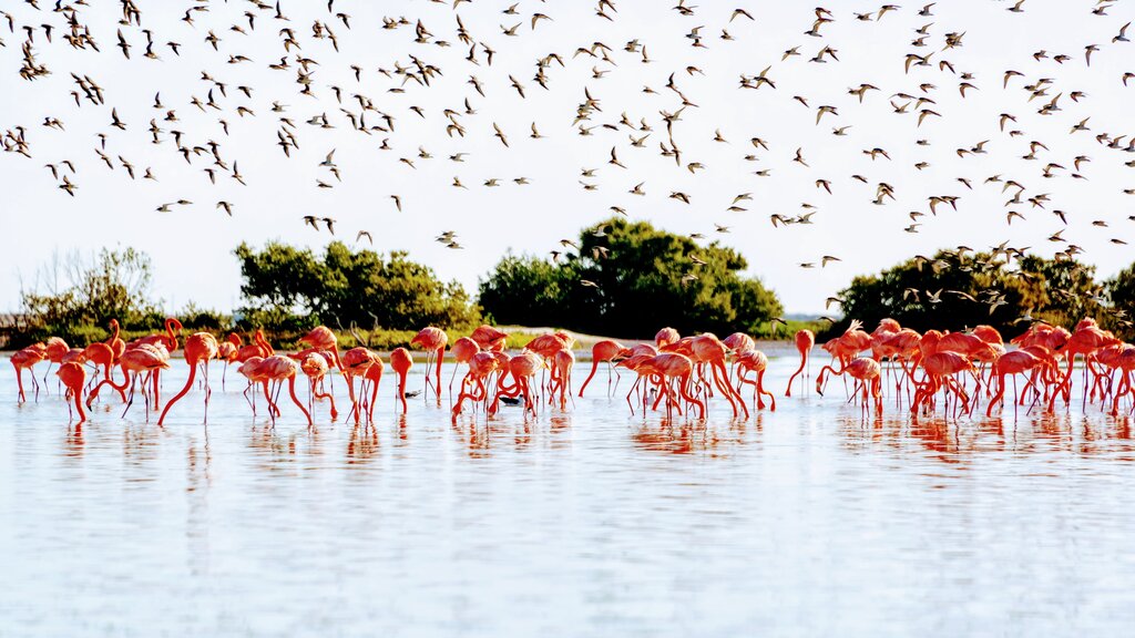 Flamingoes in the reserve