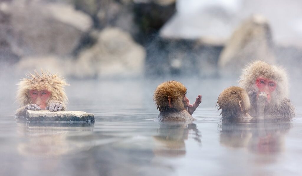 Snow Monkey Japanese Macaques bathe in onsen hot springs at Naga