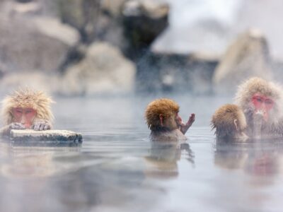 Snow Monkey Japanese Macaques bathe in onsen hot springs at Naga