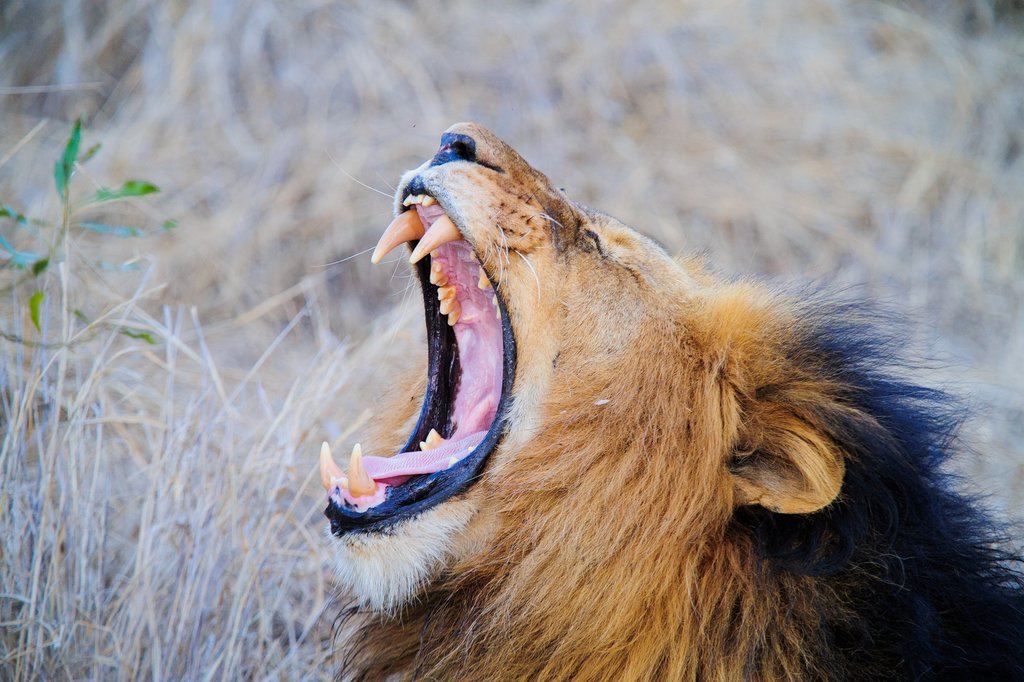 A male lion roars!