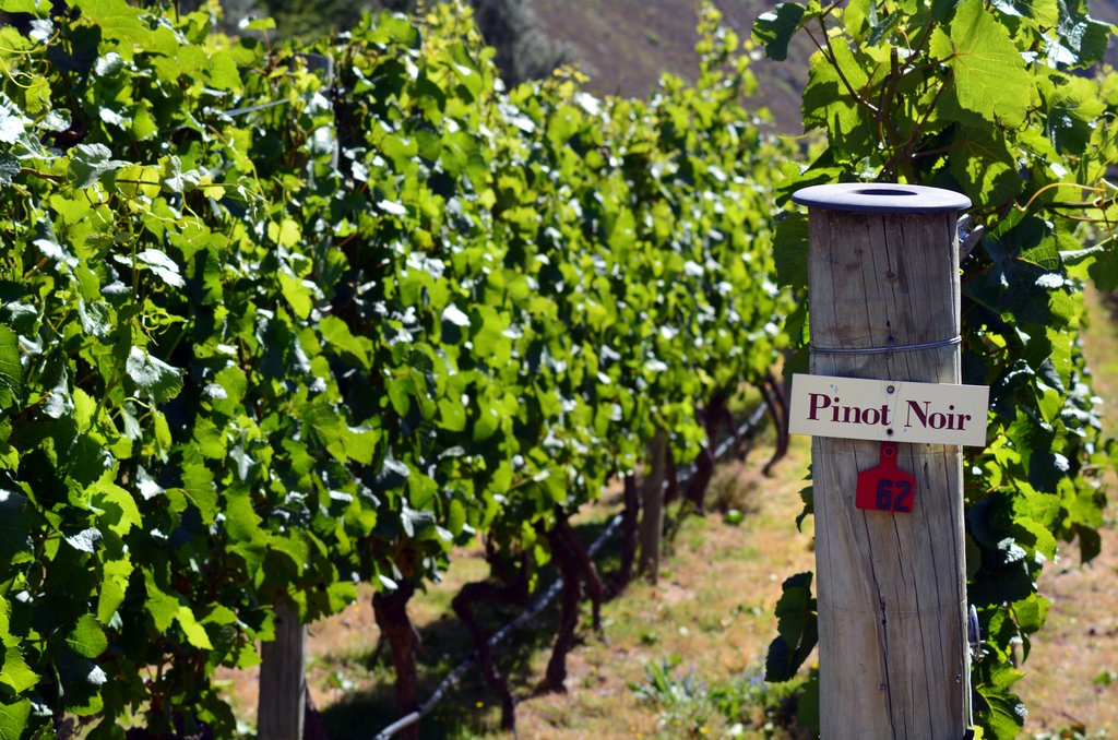 Pinot Noir is a regional specialty in San Patricio del Chañar
