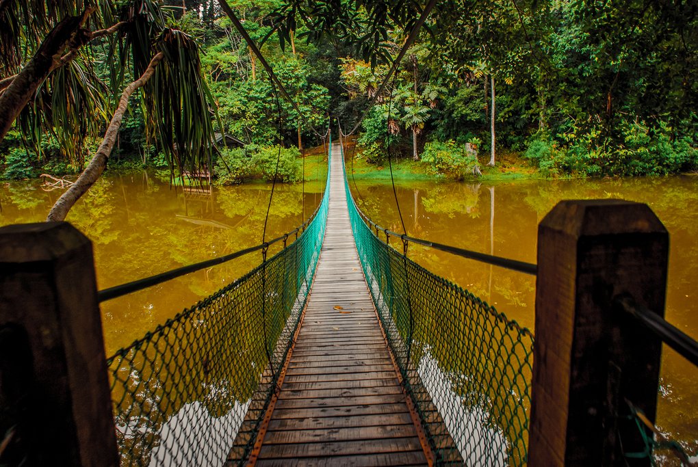 Hanging bridge at the Rainforest Discovery Center