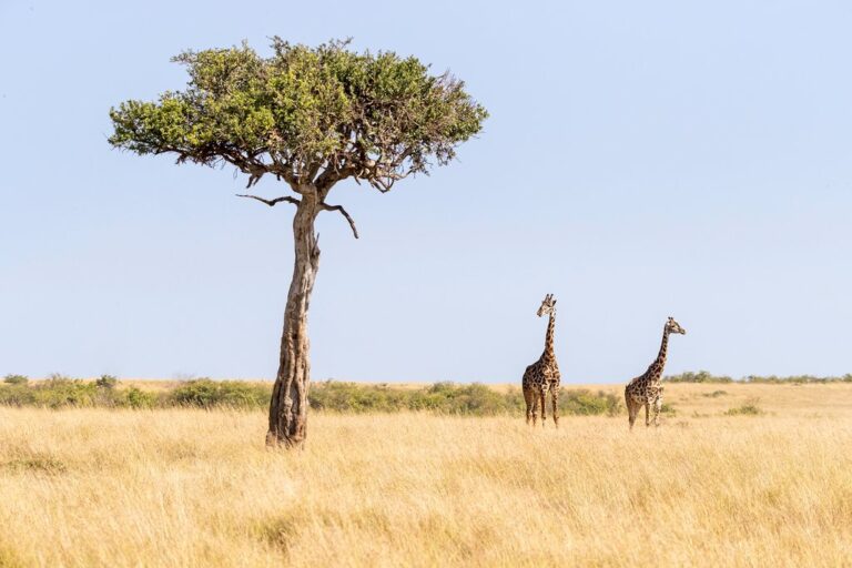 Kenya In December Travel Tips Weather And More