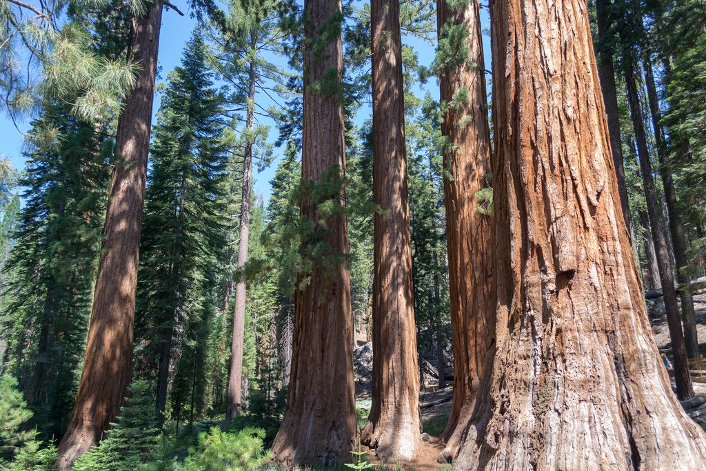 Mariposa Grove