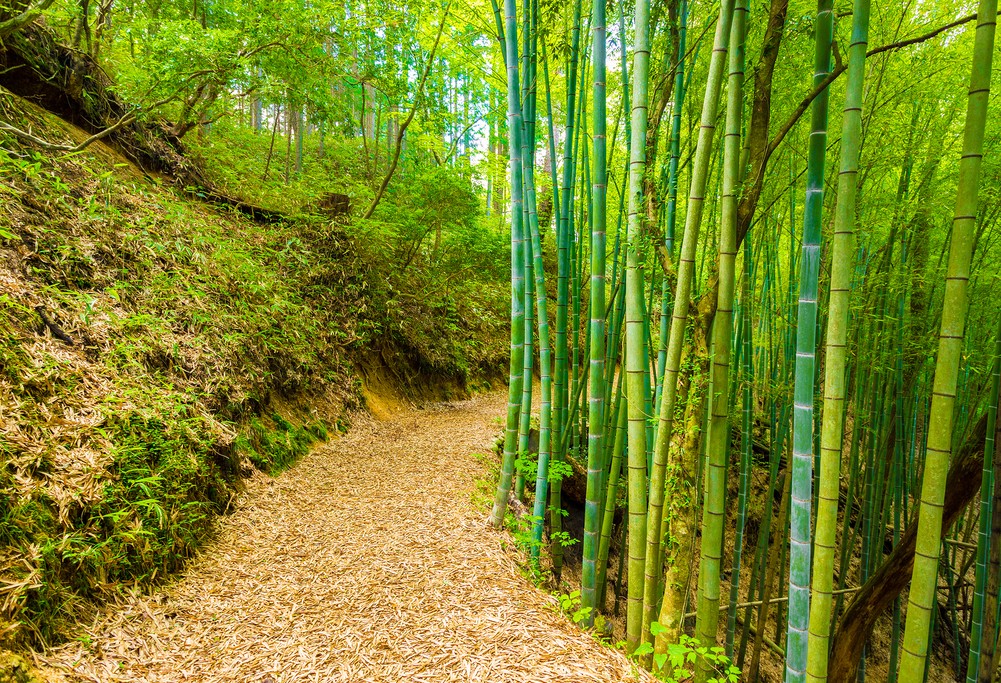 Nakasendo Trail bamboo forest