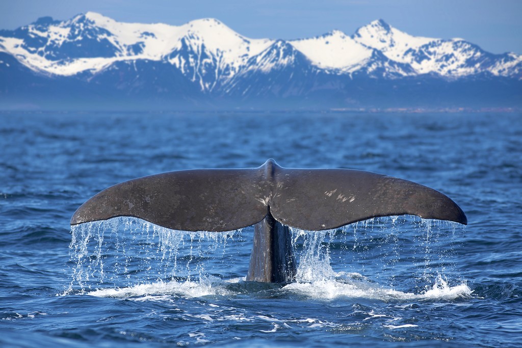 Winter whale watching in Norway