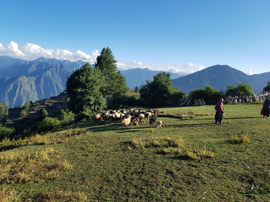Herder of Chhepka Village