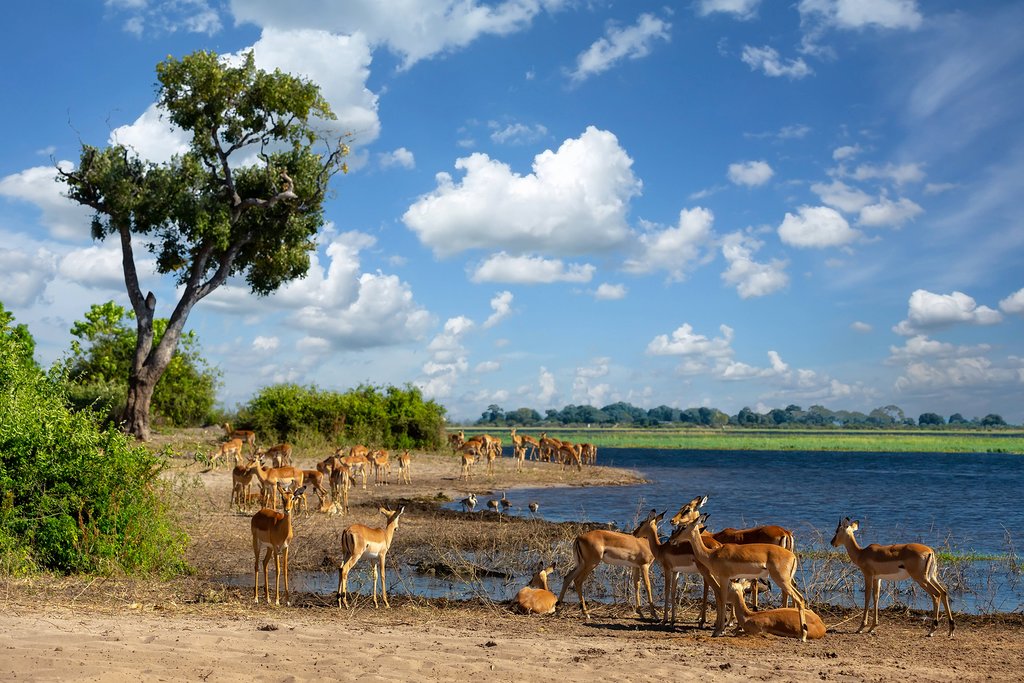 At the watering hole
