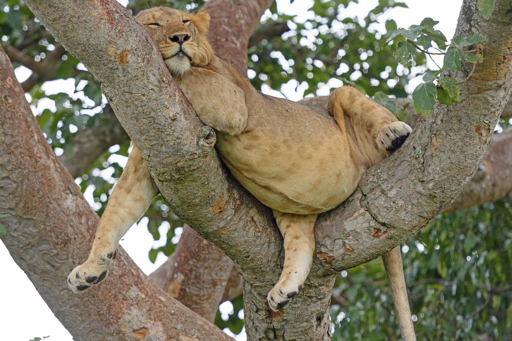 Young lion asleep in a tree