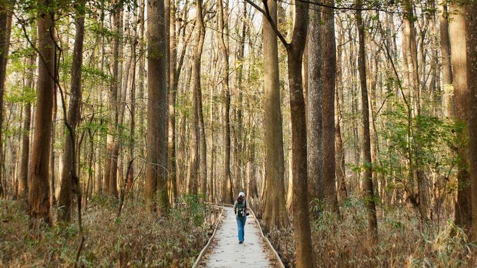 Congaree National Park, courtesy of the National Park Service