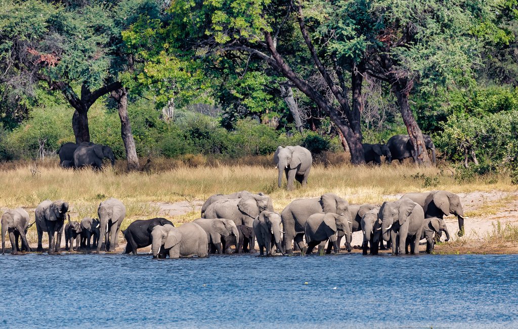 Elephant herd