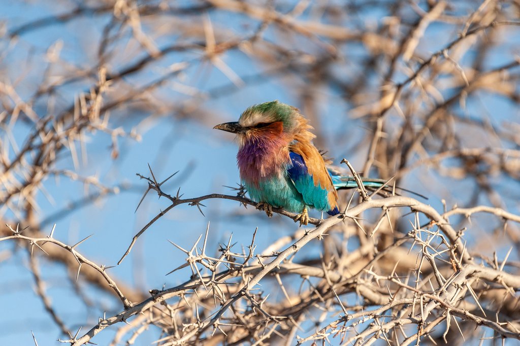 Closeup of a Lilac Breasted Roller in Etosha National Park