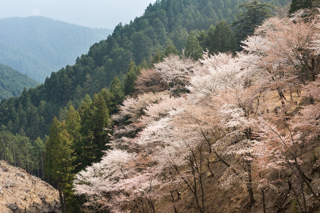 Mt. Yoshino