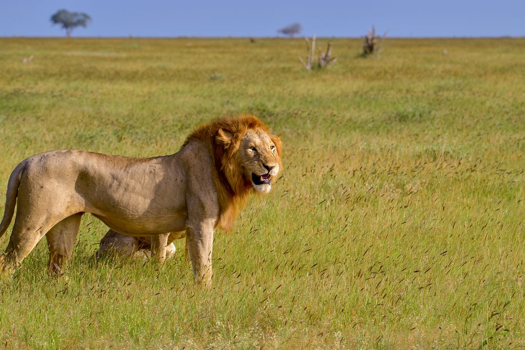Lions in Tsavo West National Park