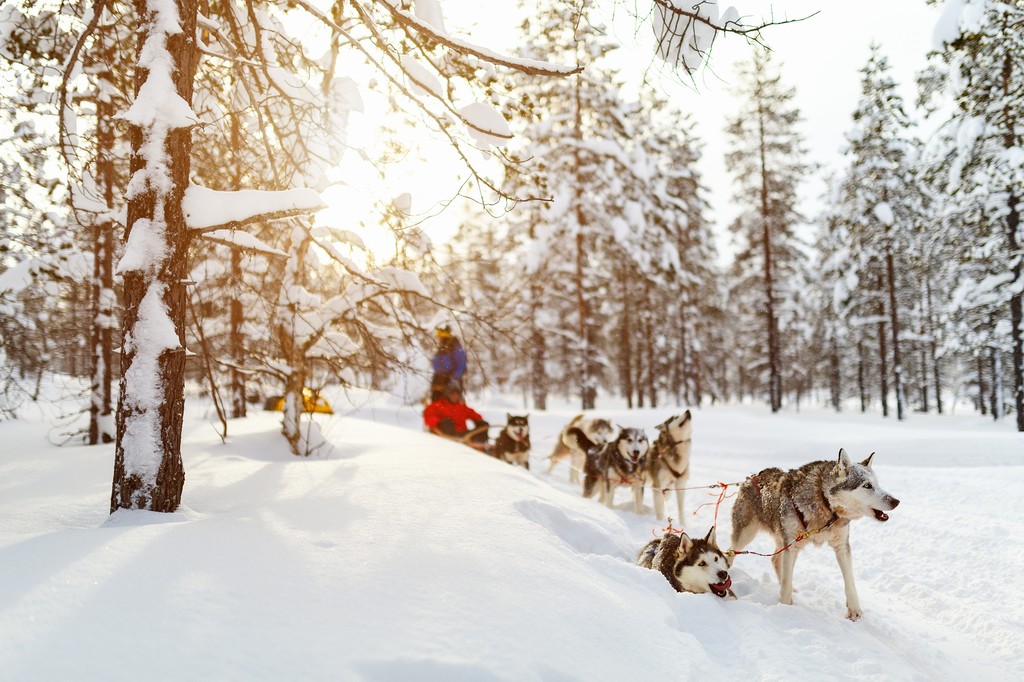 Privately Guided Husky Safari