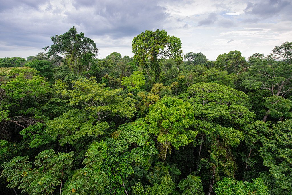  Deep in the rainforest