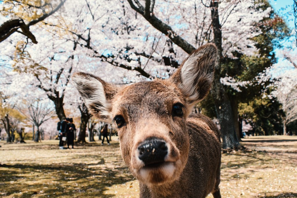 An inquisitive deer