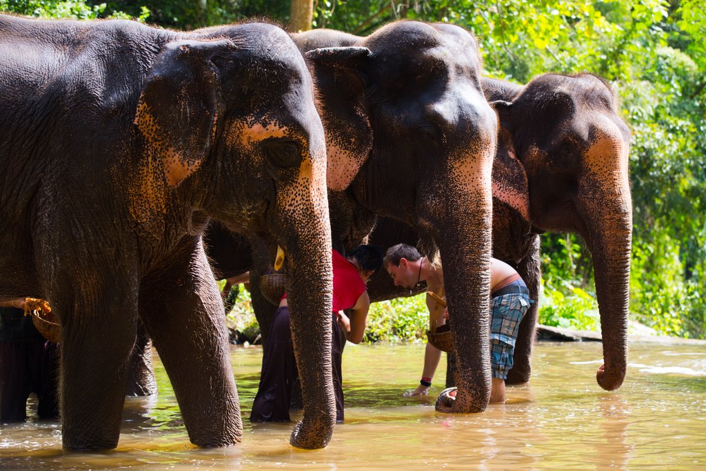 Eco-Elephant Care Full Day