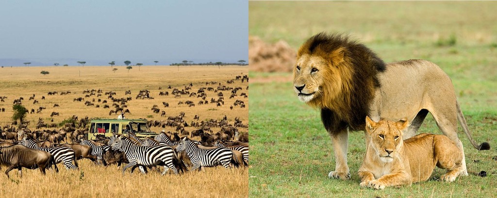 Game viewing at Serengeti National Life