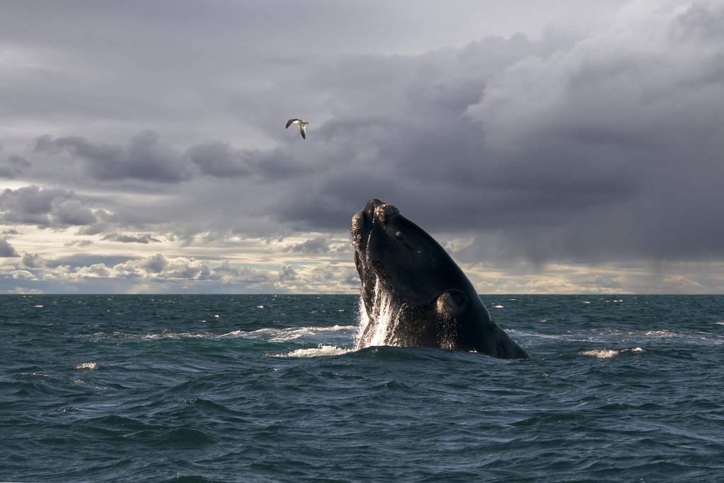 Whale breaching near Puerto Madryn