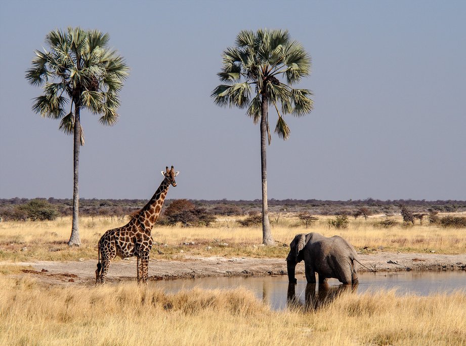 Look for giraffes and elephants (among others) in Etosha National Park