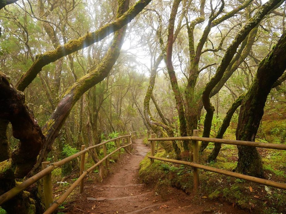 The Rainforests of La Gomera