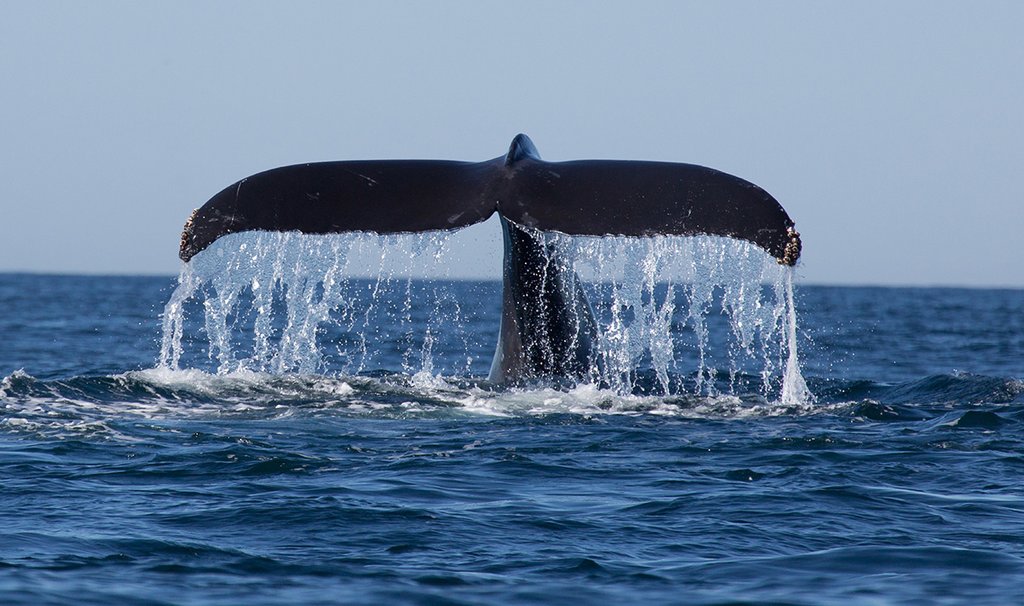 Blue Whale