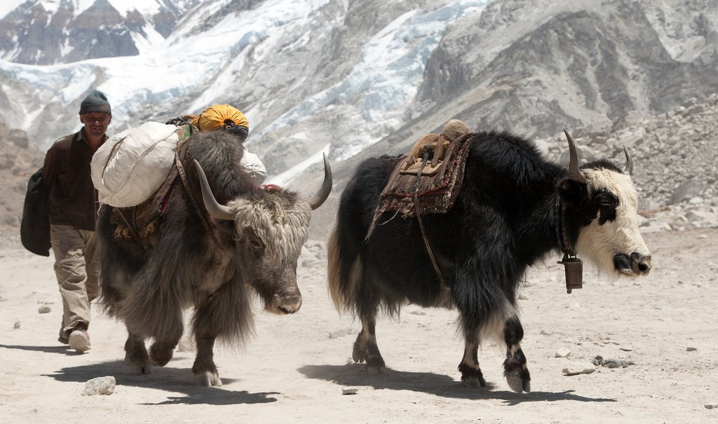 A couple of yaks near Gorak Shep