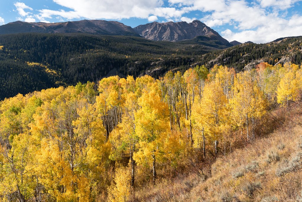 Yellow aspens in the autumn