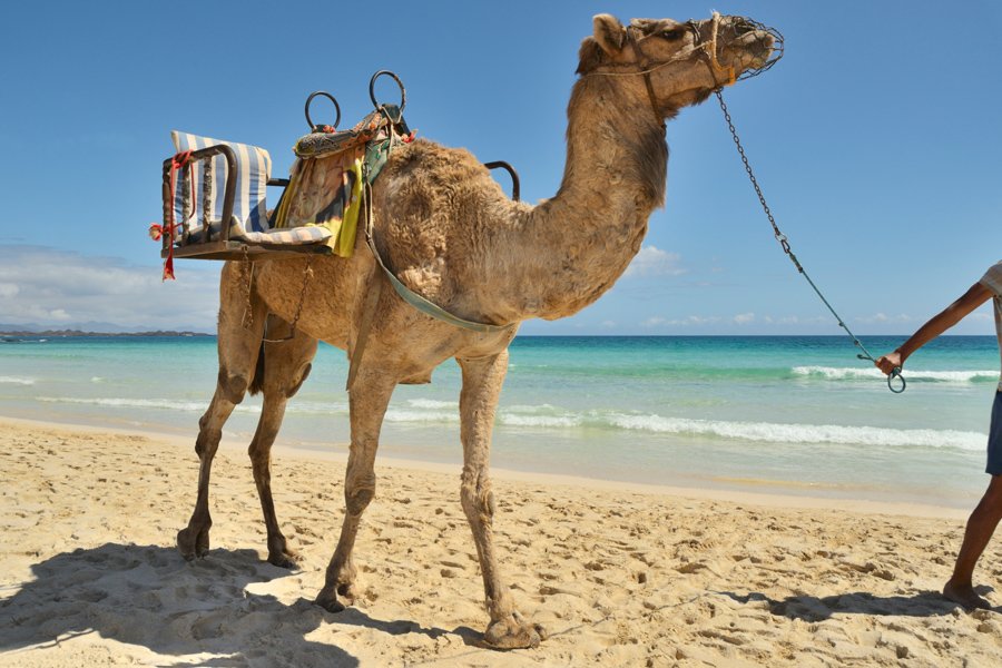 Enjoy a Camel Ride Along Sand Dunes
