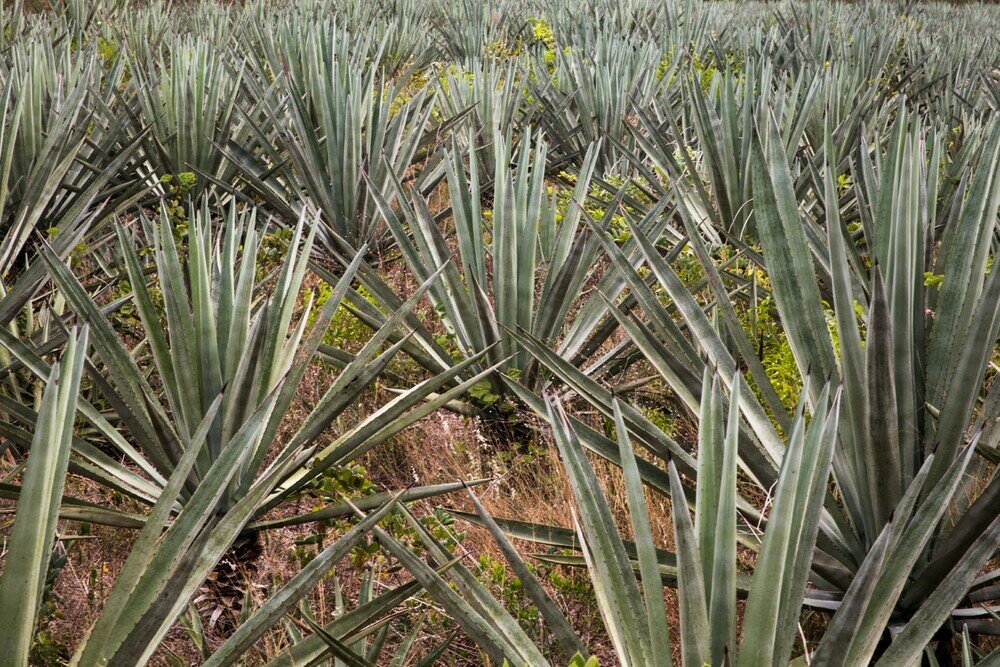 Henequen yarn, the green gold in pre-Hispanic times