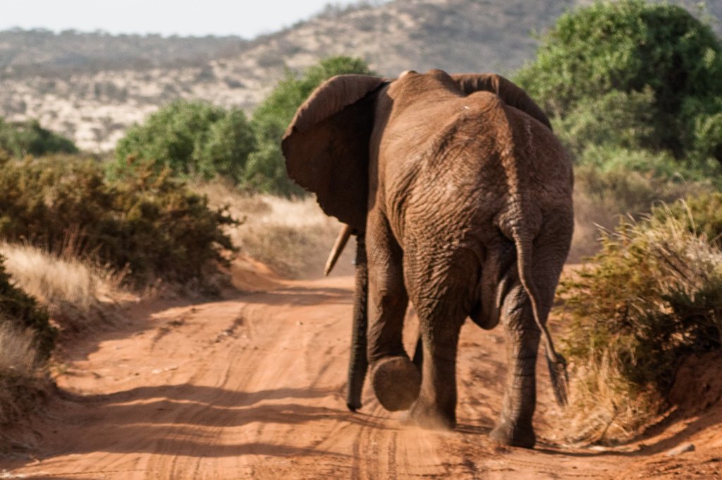 Elephant in Samburu reserve
