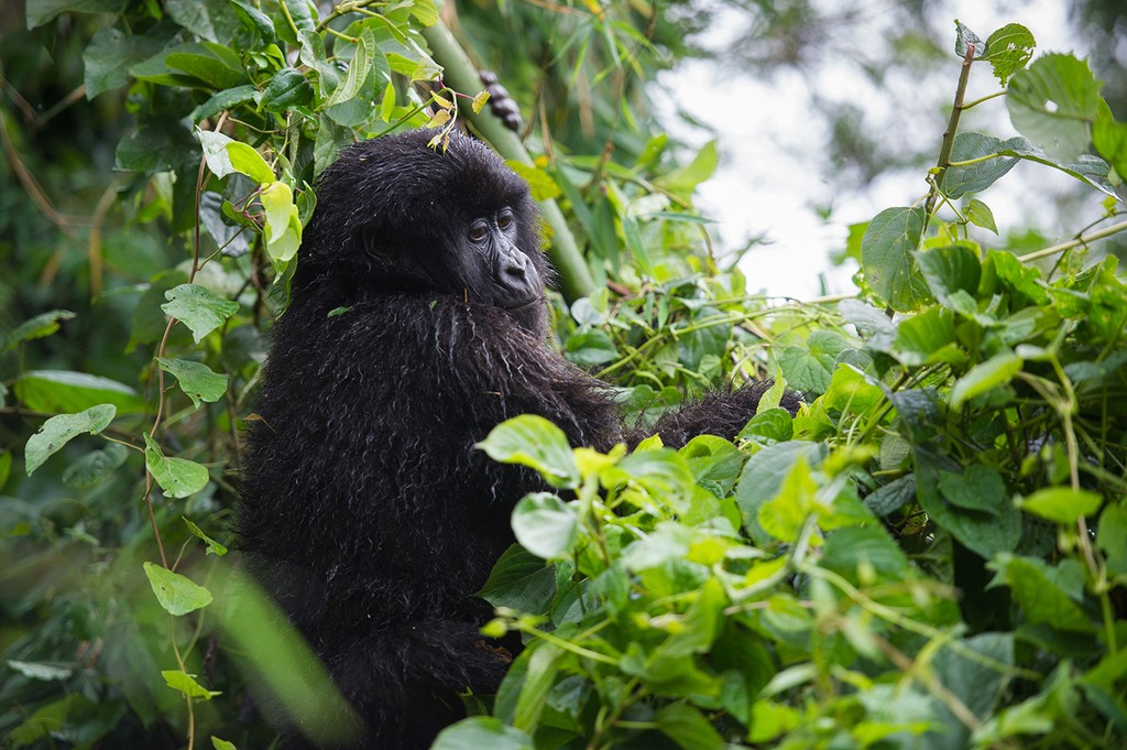 A gorilla in the Bwindi National Park
