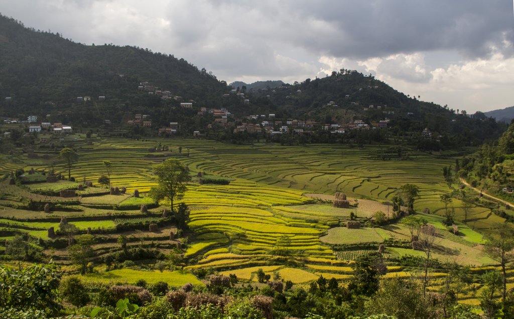 Rice Field in Dhulikhel