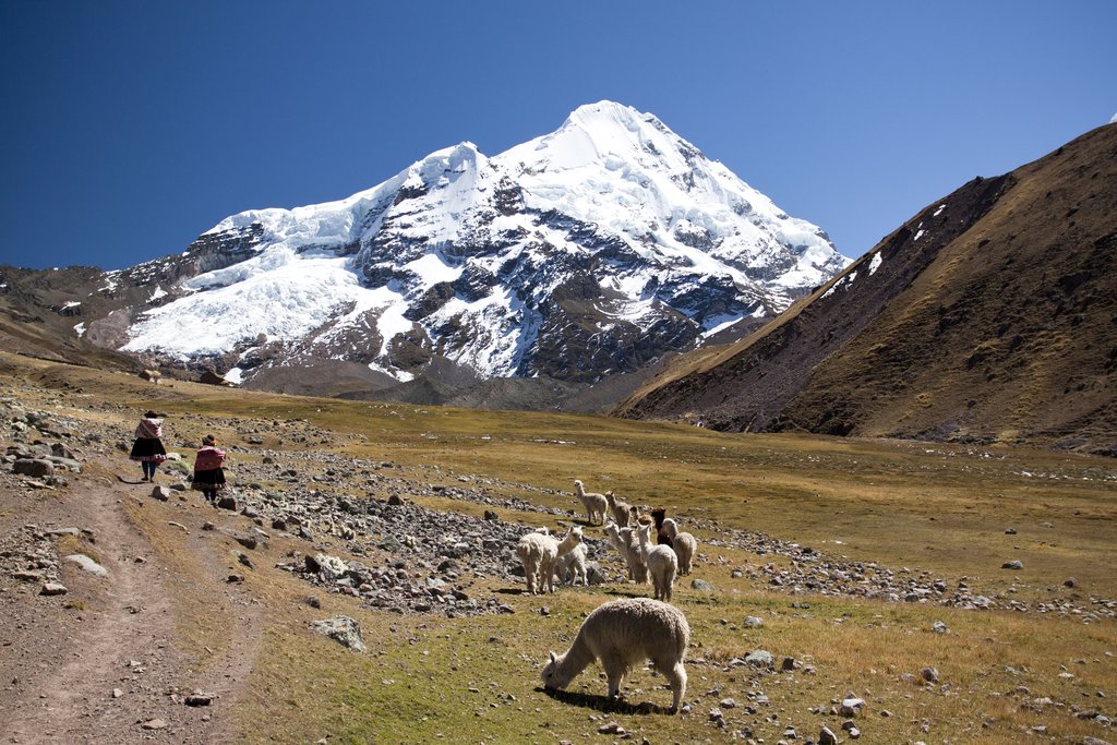 Llamas and alpacas grazing in the valley