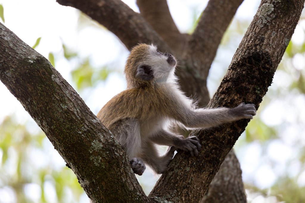 A black-faced vervet monkey