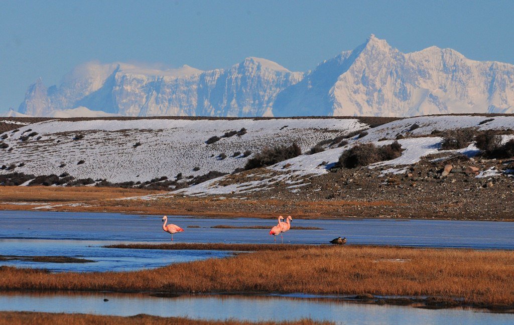Flamingoes in El Chalten.