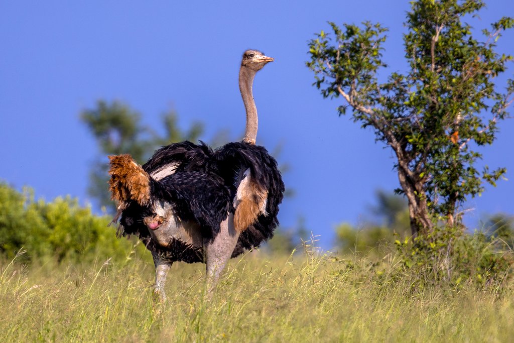 Ostrich