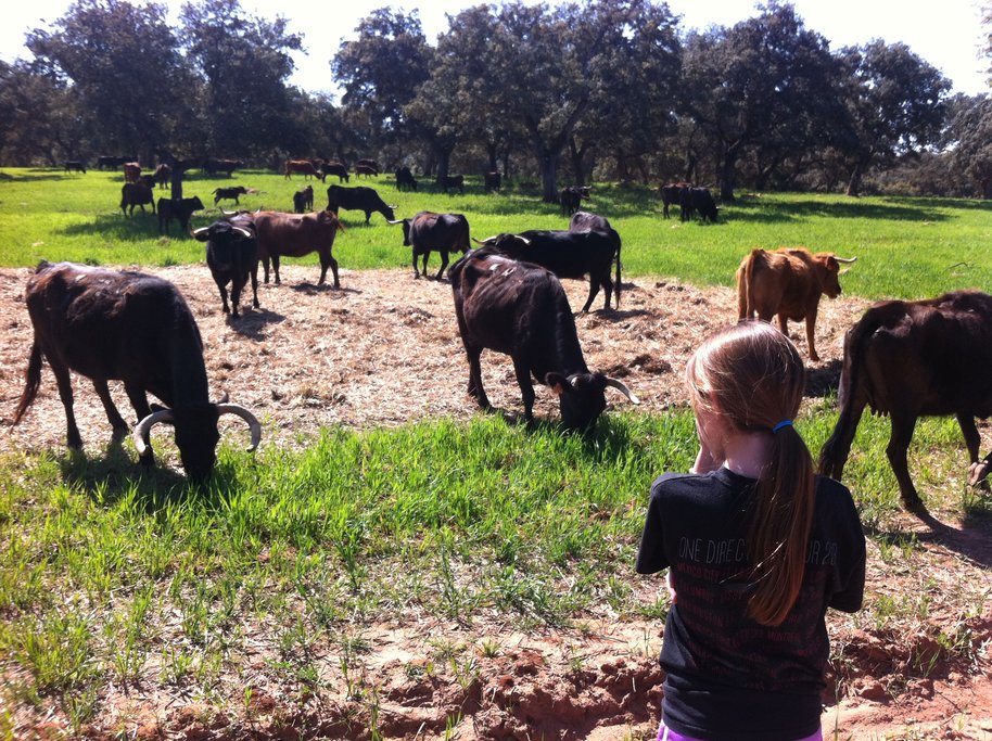 Learn about the Spanish tradition of bull fighting