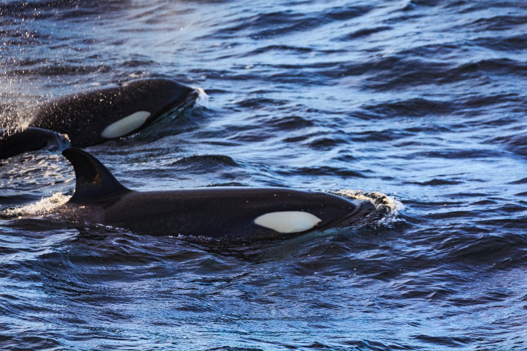 Orcas off the coast of the Vesterålen archipelago