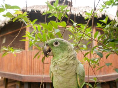 Green Parrot