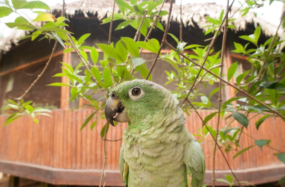Green Parrot