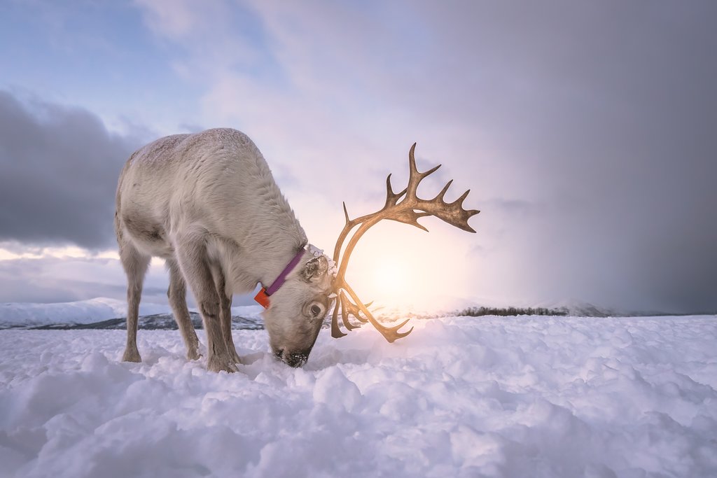 Spend the day with a herd of reindeer on this authentic excursion