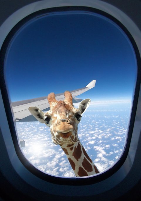 Giraffe saying goodbye