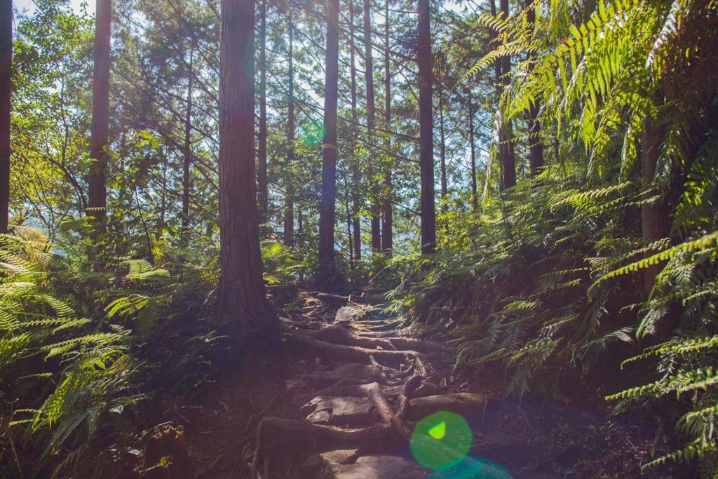 Forest trail on the way to Chikatsuyu