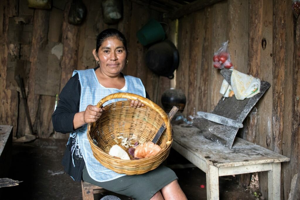 Edible Mushroom Harvesting & Cooking Experience