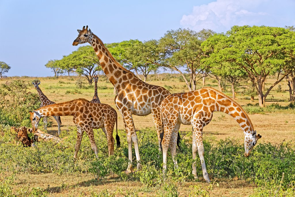 Giraffes in Murchison Falls National Park