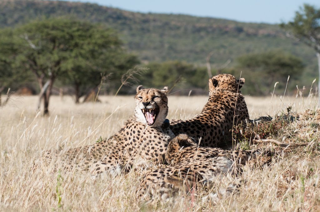 Cheetahs in Okonjima Private Nature Reserve